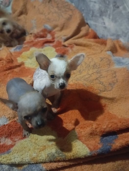 Щенок китайськой хохлатой міні