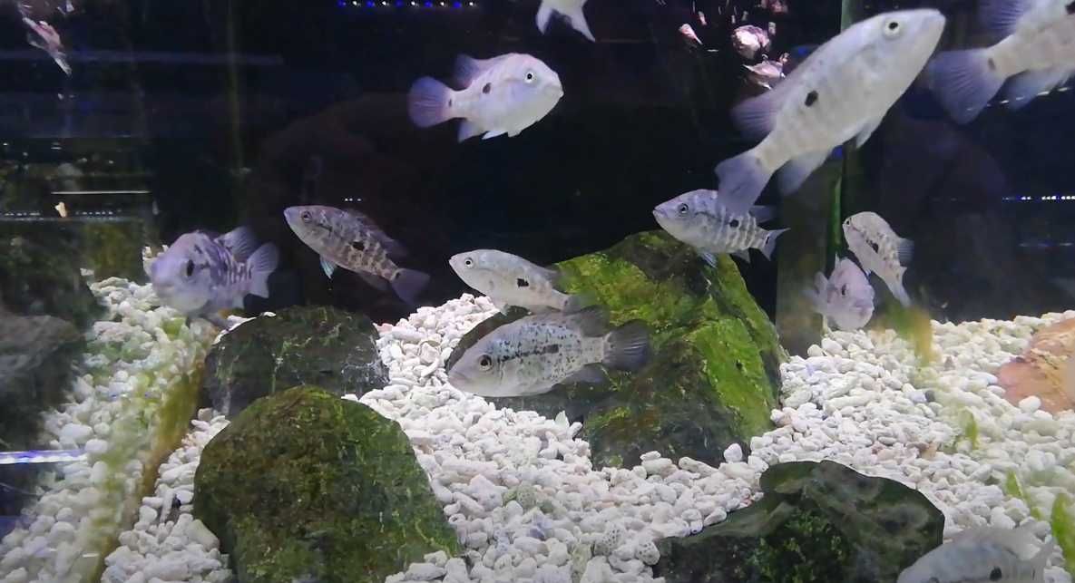 Nandopsis haitiensis 4-5cm
