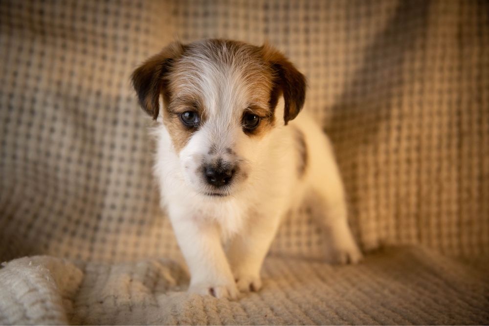 Цуценя Хлопчик Джек Рассел брокен