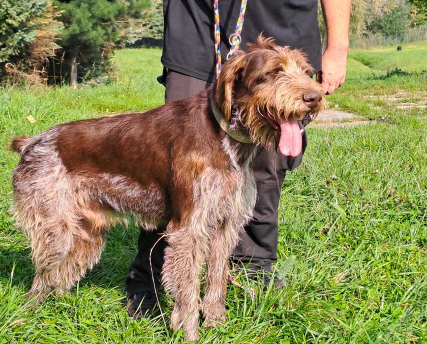 Charlie w typie wyżła szuka fajnego domu !