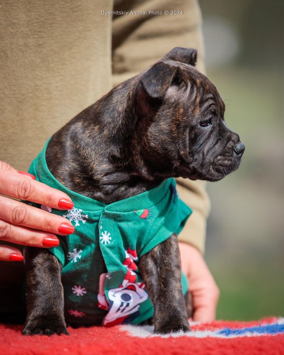 Стаффорширський бультерер