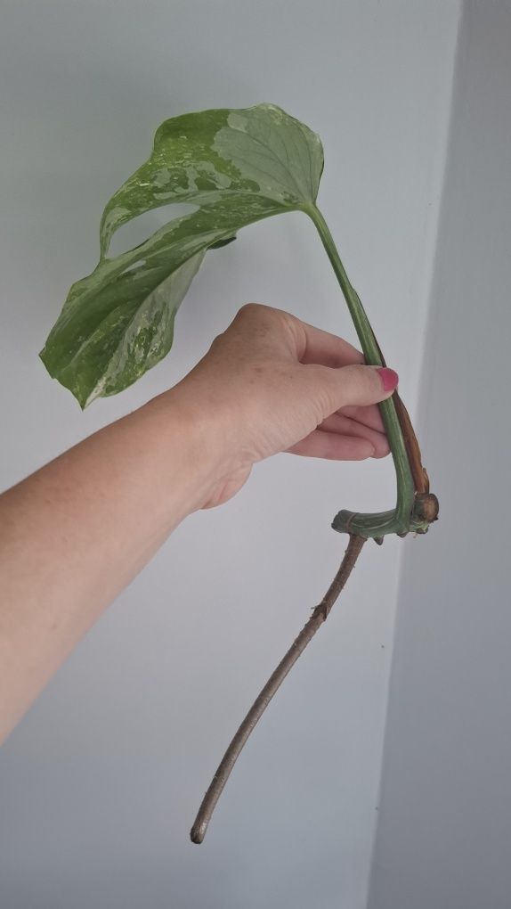 Monstera wariegata