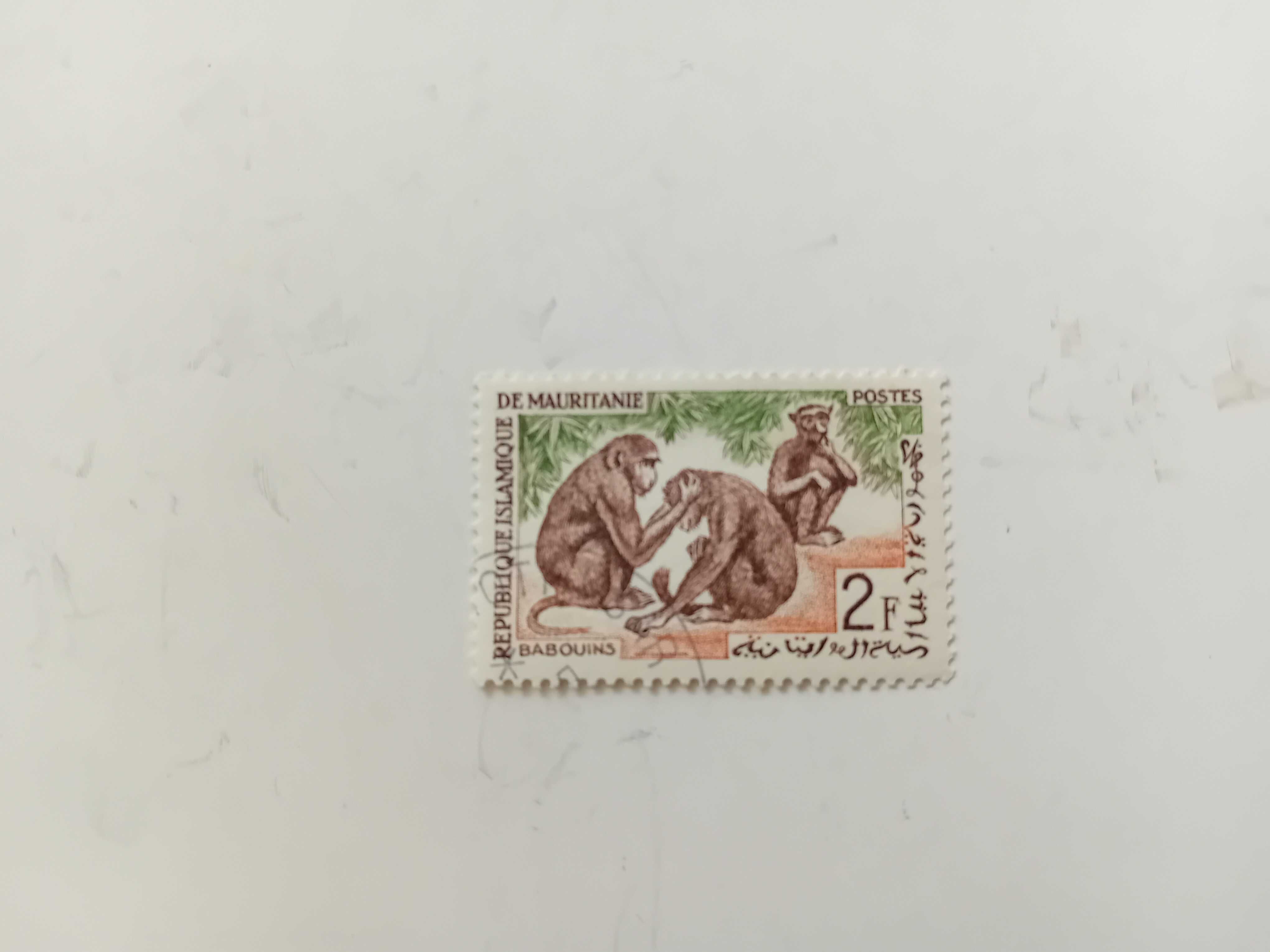 Małpy -Mauretania 1963 r