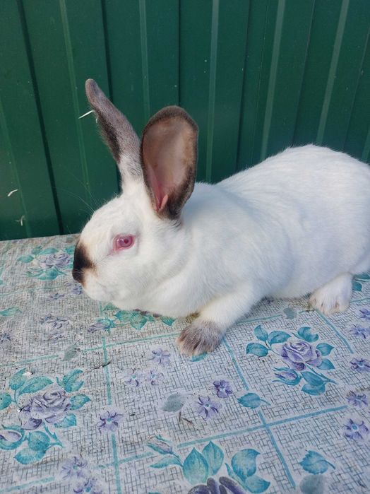 Продам кролів  молодняк