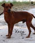 Cao para adoçao (kovu) xPinscher