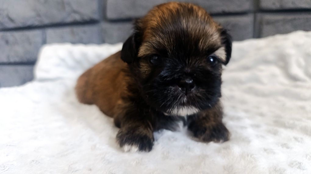 Shih tzu z genem czekoladowym