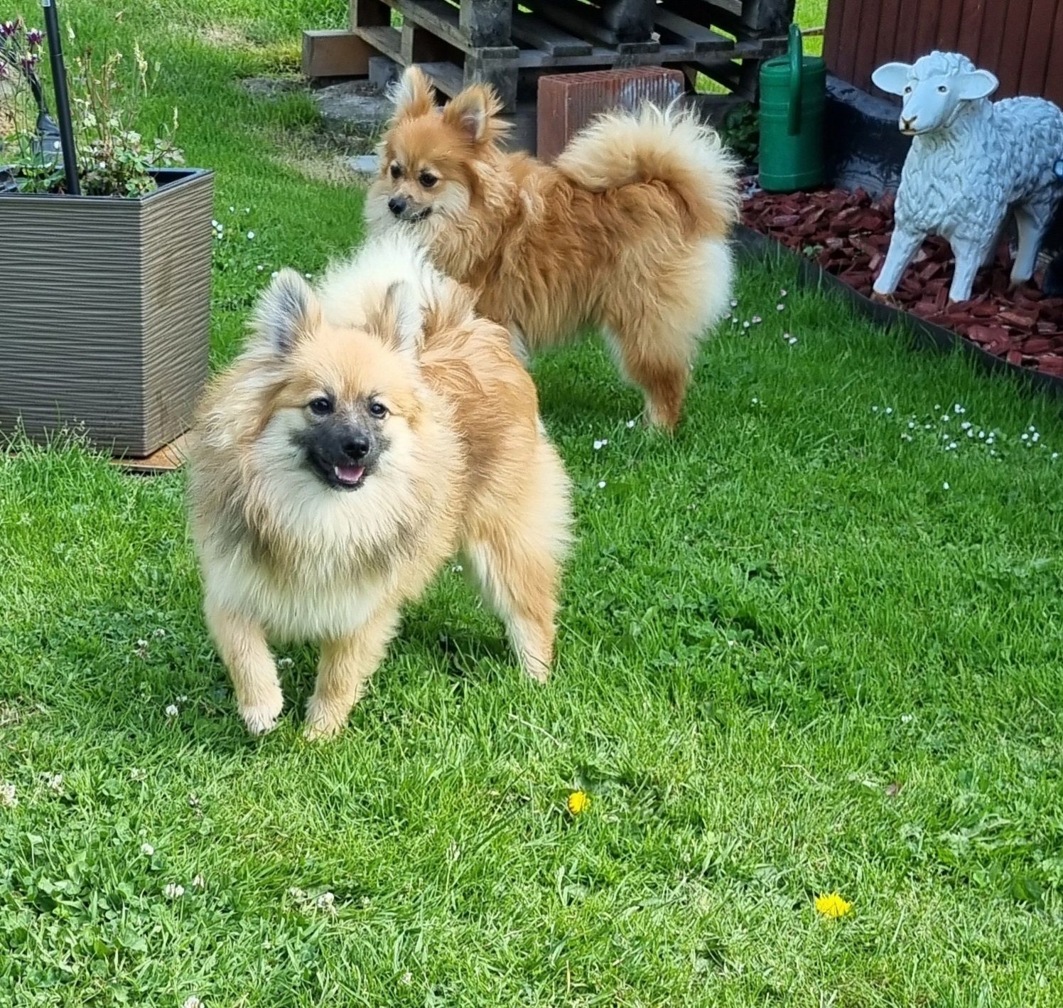 Piękna sunia  rasy szpic miniaturowy pomeranian.