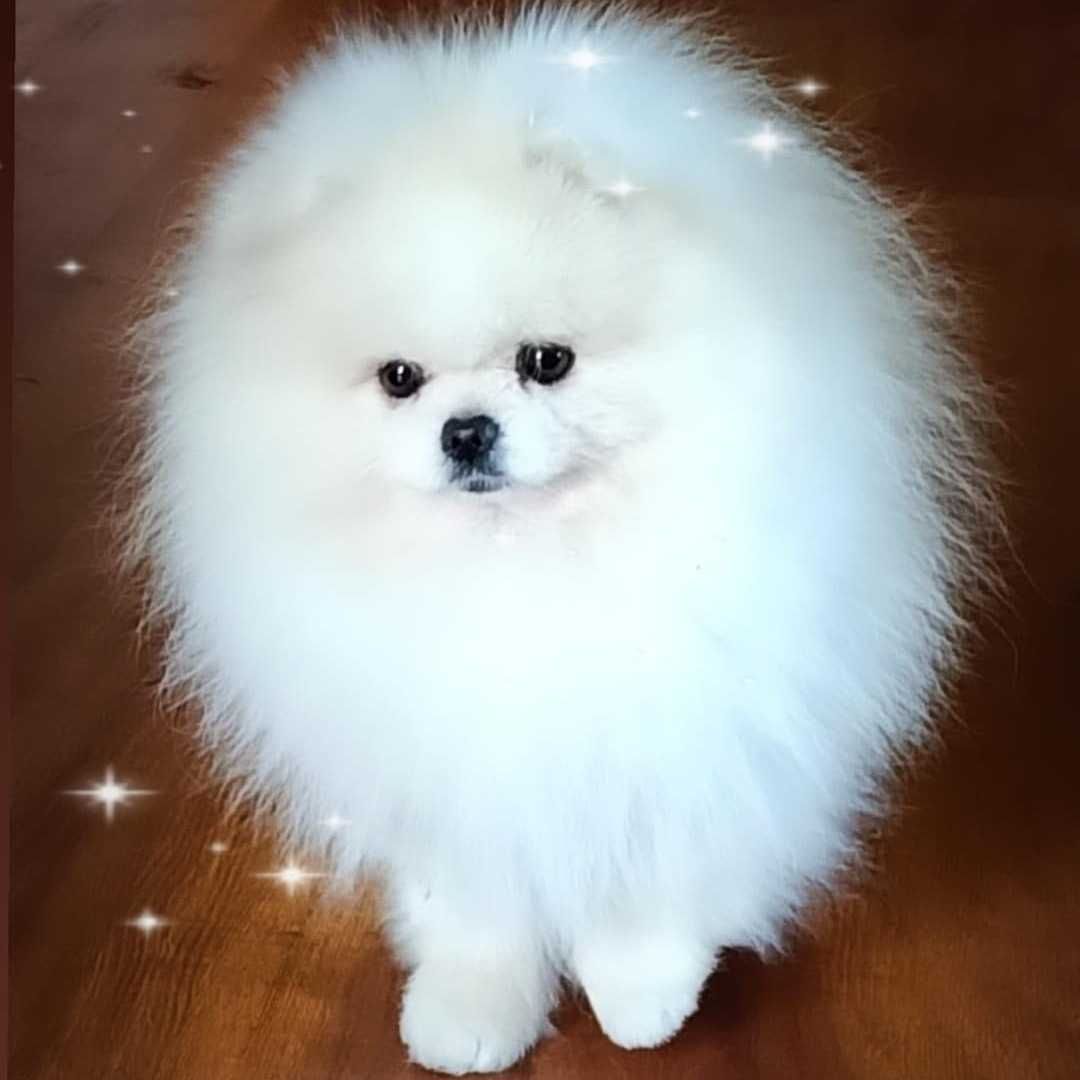 Bardzo miły chłopak pomeranian