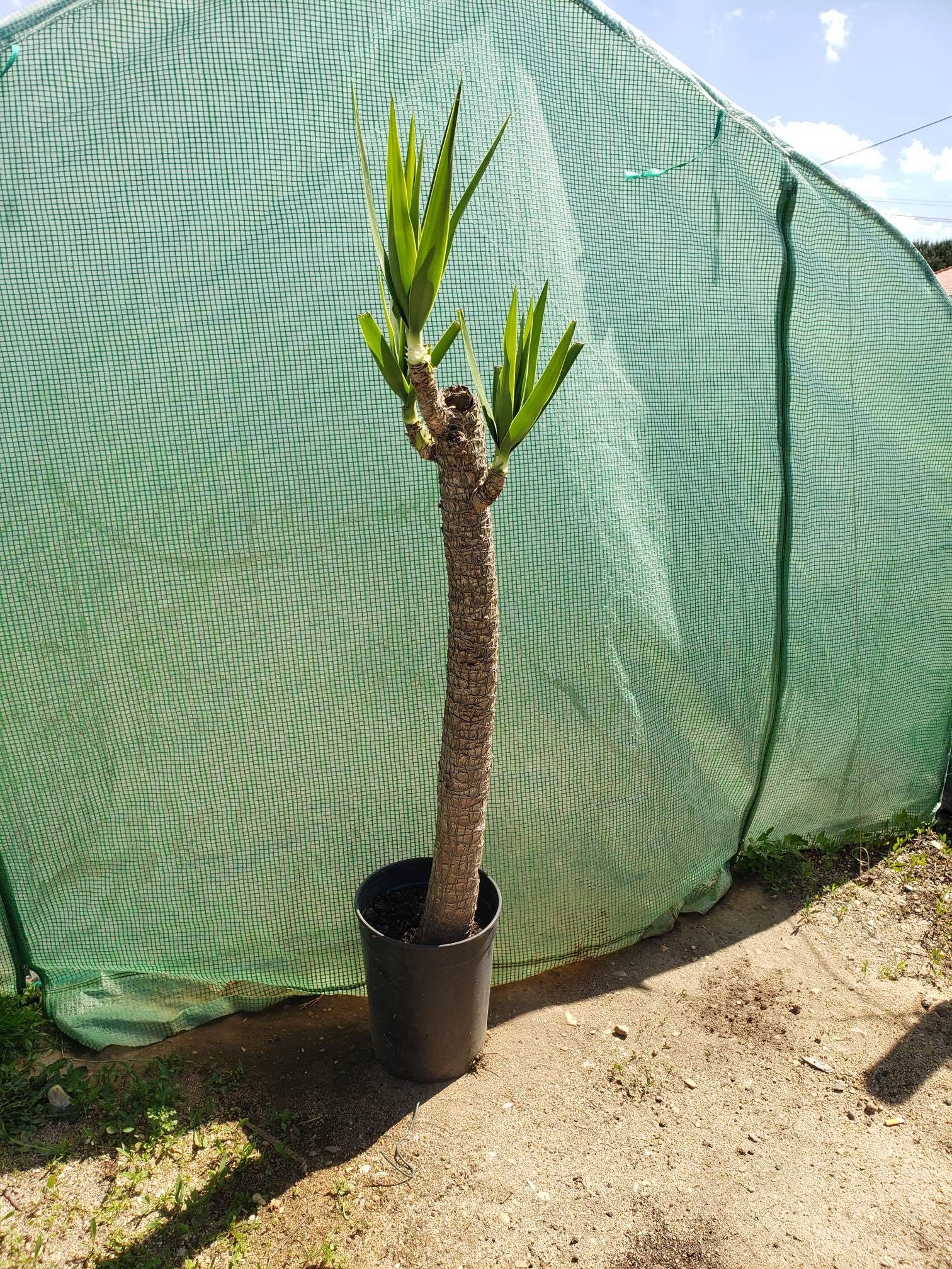 yuccas  vários tamanhos