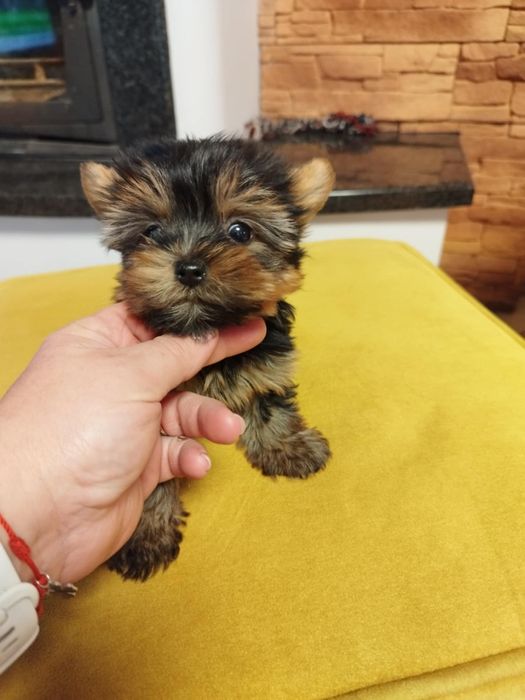 Yorkshire terrier suczka malutka