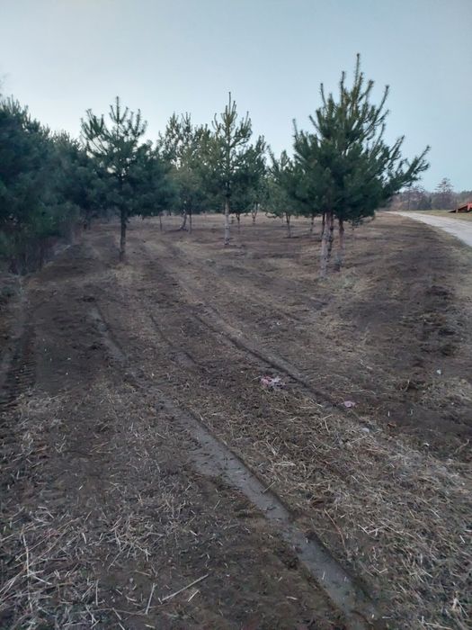 Oczyszczanie terenu z zakrzaczeń, montaż i naprawa ogrodzen