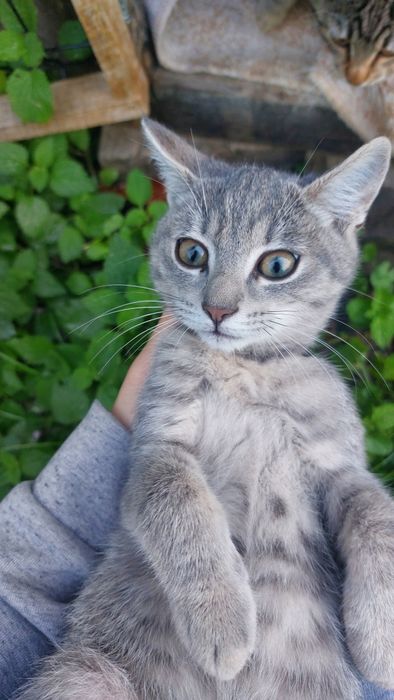 Віддамо кошенят у добрі руки