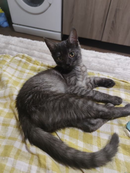 Віддам гарне підросше кошеня дівчинку  з гарним окрасом 4 місяці