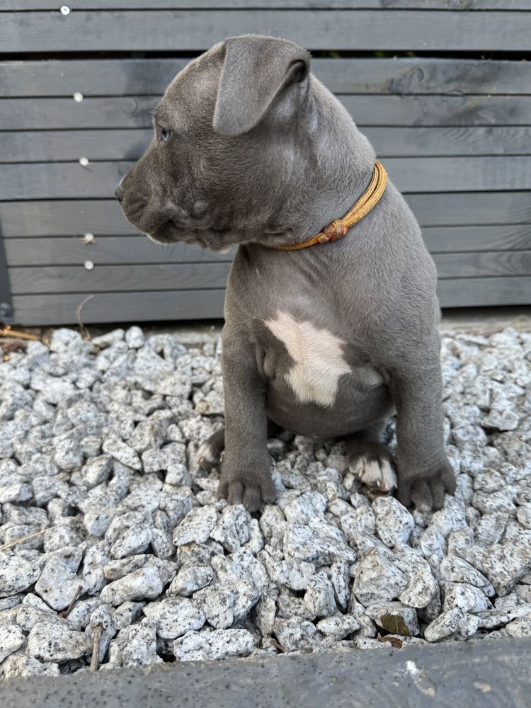 Rezerwacja Szczeniak Amstaff