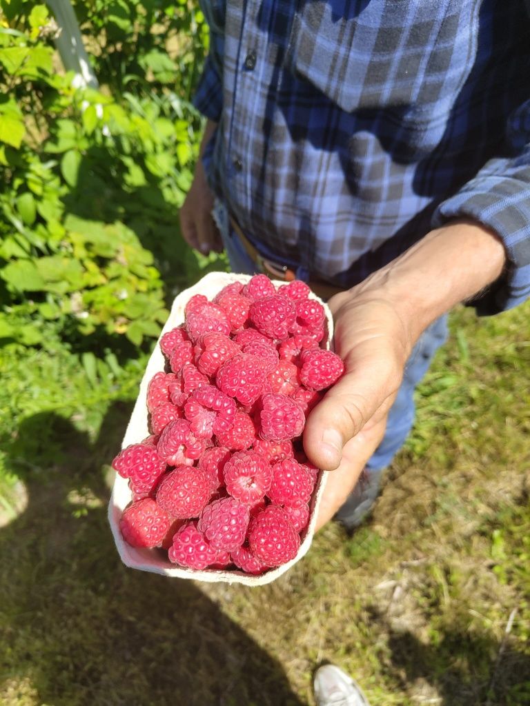 Sadzonka maliny letniej Glen ample i przehyba
