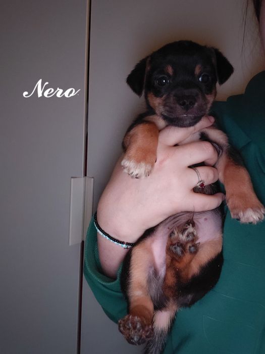 Oddam pieski  do dobrego domu