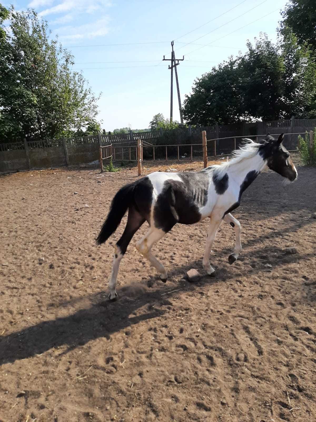 Sprzedam konie po ogierze Corrado Boy