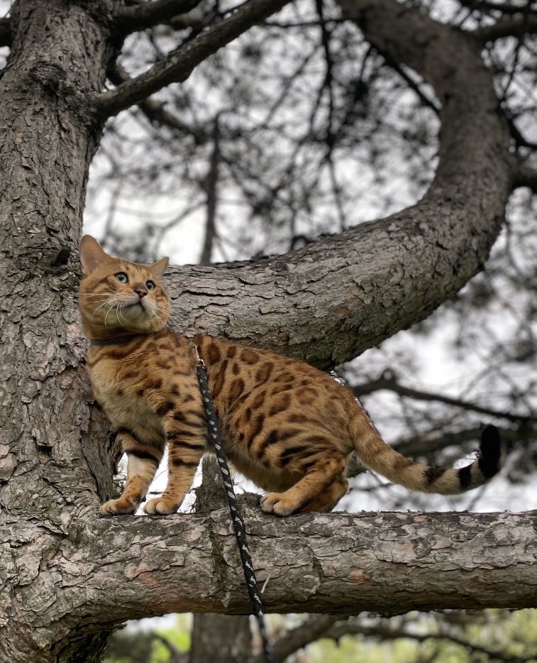 Бенгальский кот. Бенгал. Вязка