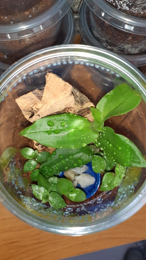 Caribena versicolor l2 + pojemnik + karmówka + gratis
