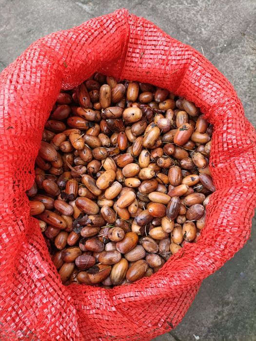 Żołędzie paszowe 1.50 zł/kg