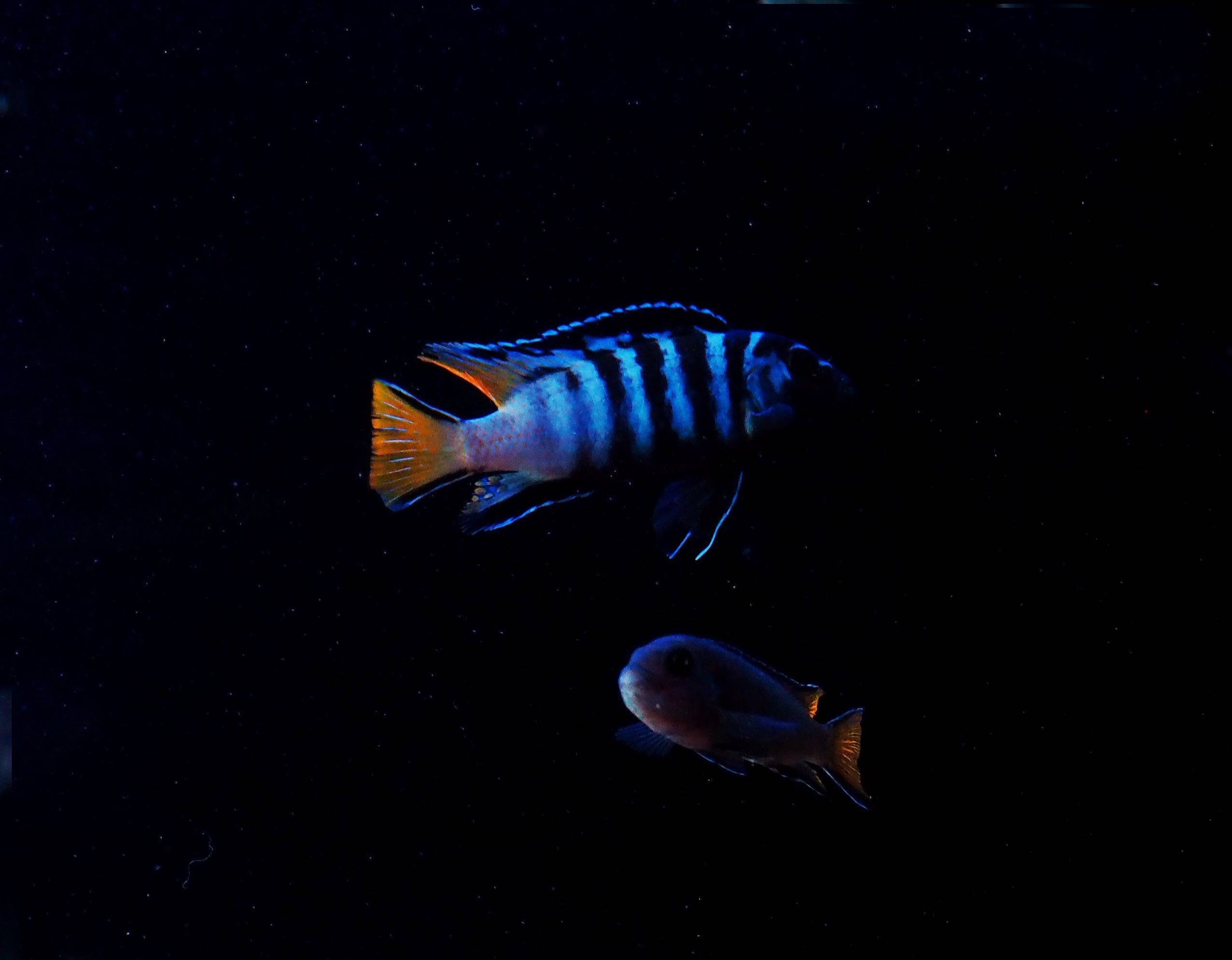 Pseudotropheus sp elongatus Mphanga pyszczaki Malawi World