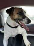 Jack Russel Terrier do adopcji