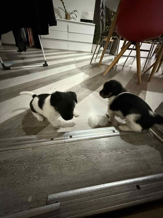 Dwa szczeniaczki szukają domku .