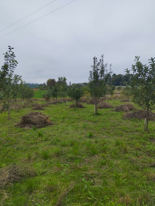 Продам будинок в селі Дермань 3.5га