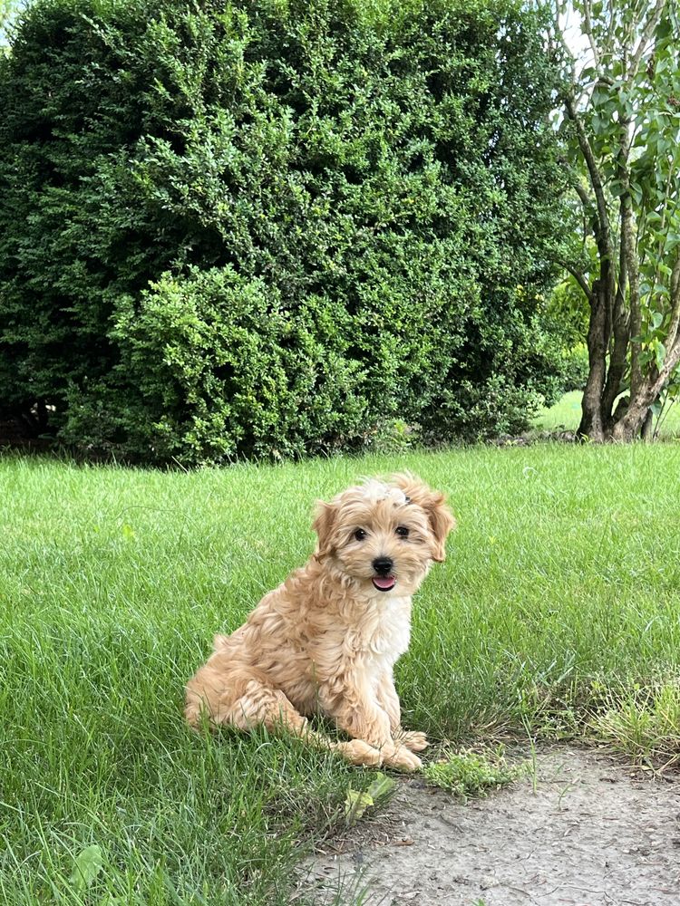 Cudowna suczka maltipoo do odbioru