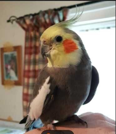 Caturra e um periquito vai com a gaiola