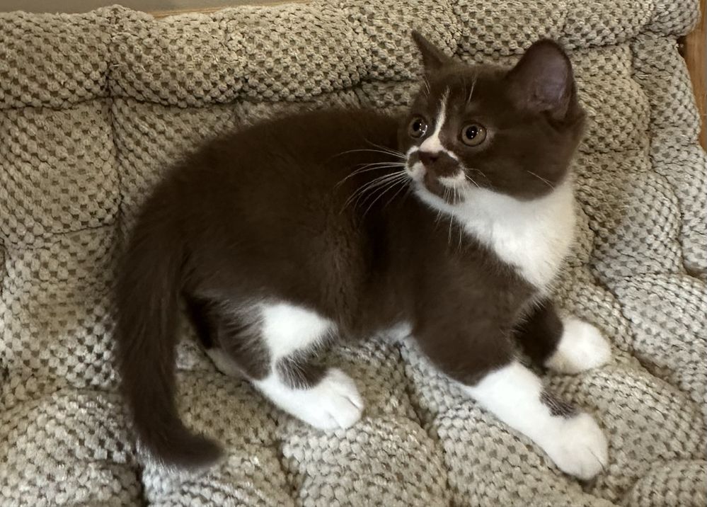 Macho British Shorthair com LOP