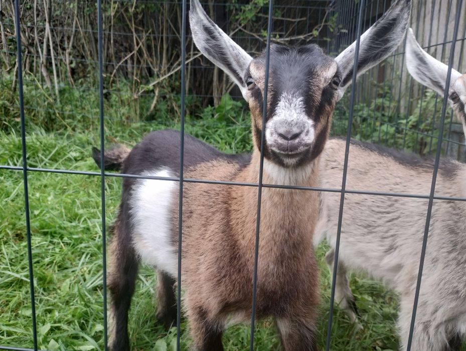 Kózki młode po kozie 50% anglonubijskiej