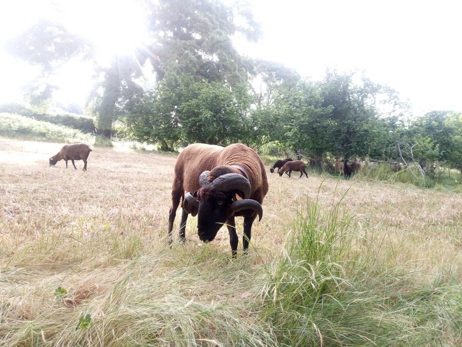 Vendo Carneiro Merino Preto