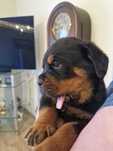 Szczenię rottweiler ZKWP FCI 2 miesięczny piesek.
