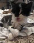 Котенок  мальчик отдам в хорошие руки