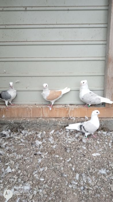 Gołębie ozdobne, mewki