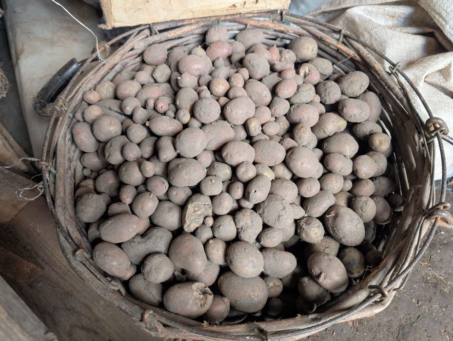 Продам дрібну картоплю/ бульбу