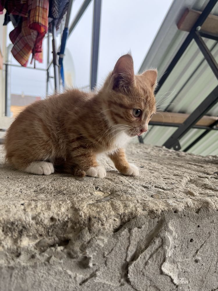 Безкоштовно! Рижий котик, котеня риже, рижик,