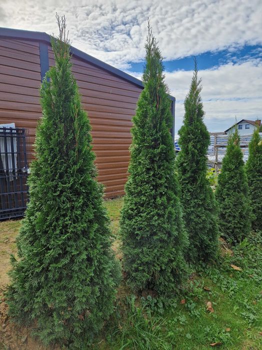 Tuja szmaragd 200cm, 250cm, 300 cm, TUJA, żywopłot