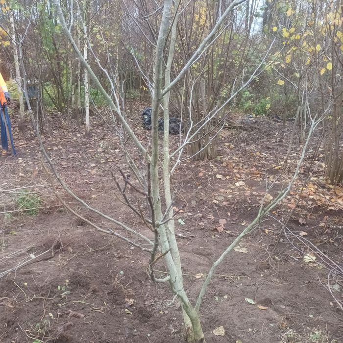 Orzech włoski trzymetrowy