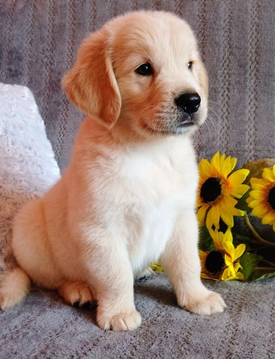 Golden Retriever szczenię z rodowodem