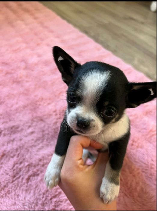 Дві дівчинки чихуашки та середній хлопчик