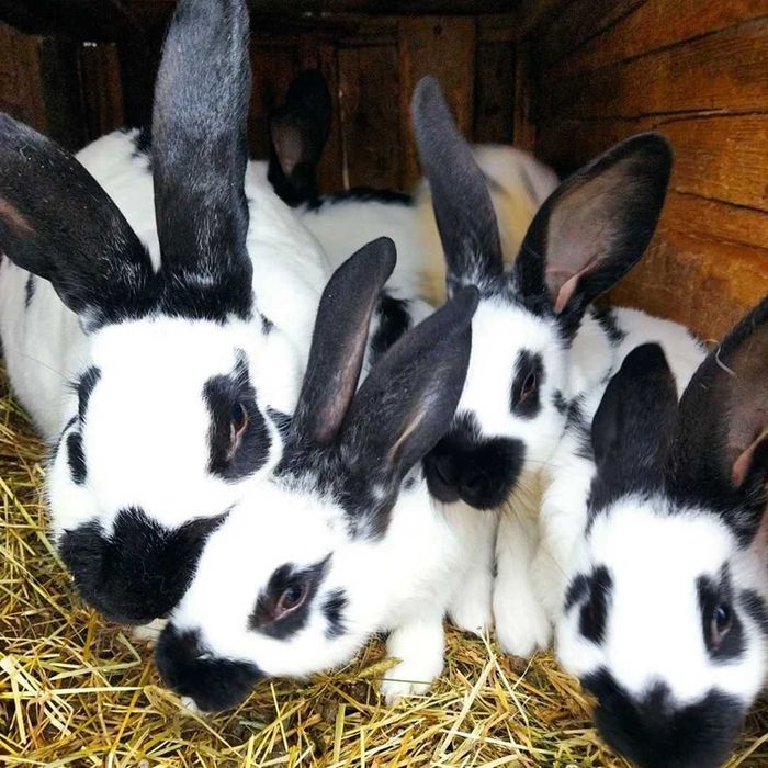 Продам кролі. Порода німецький строкач