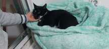 Gatinha esterilizada para adoção