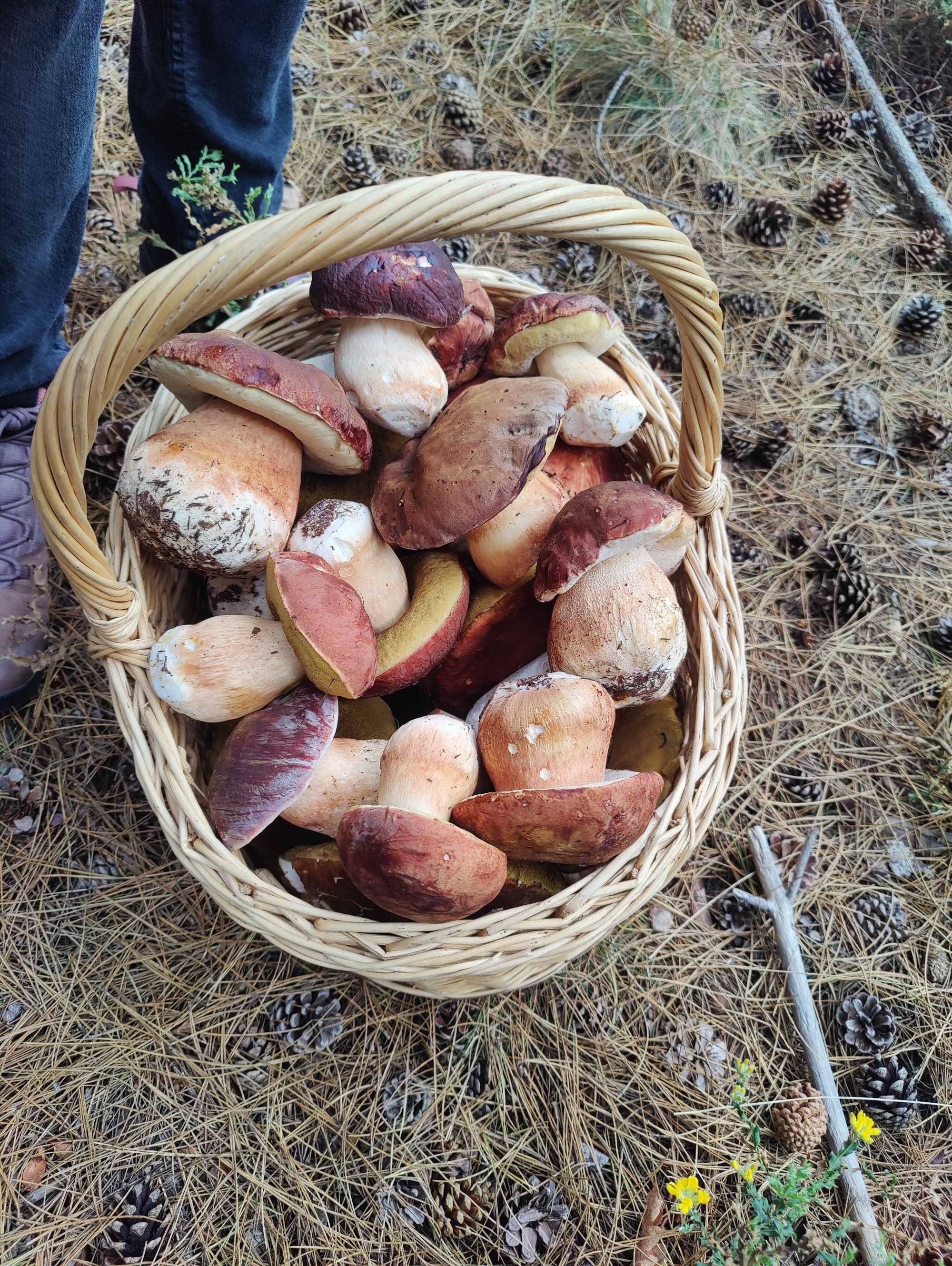 Cogumelos Boletus