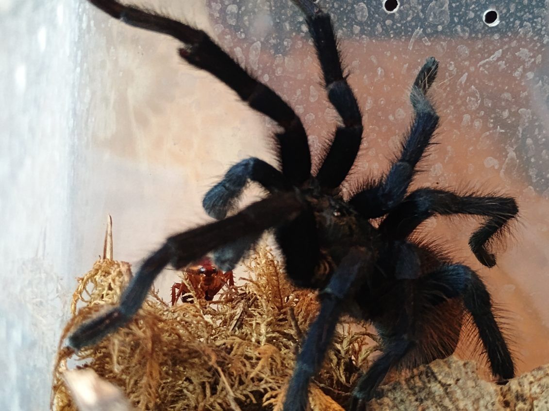 Dorosły samiec pterinopelma sazimai