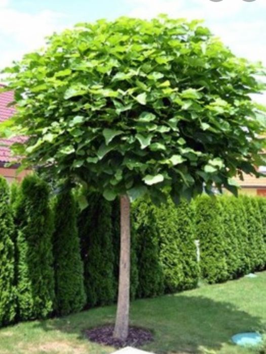 KATALPA Catalpa Nana Surmia 2-2,2m