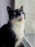 Roczna koteczka Elza do pilnej adopcji