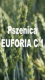 Kwalifikowane nasiona siewne pszenica ozima EUFORIA C/1`