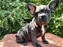 Buldog francuski piękna suczka BLUE